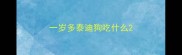 一岁多泰迪狗吃什么