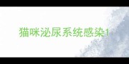 猫咪泌尿系统感染