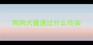 狗狗犬瘟通过什么传染