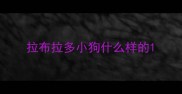 拉布拉多小狗什么样的
