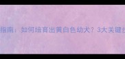 边境牧羊犬繁育指南如何培育出黄白色幼犬3大关键步骤与注意事项