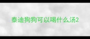 泰迪狗狗可以喝什么汤