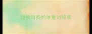 边牧母狗的体重对照表
