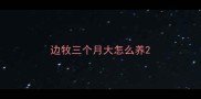 边牧三个月大怎么养