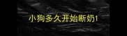 小狗多久开始断奶