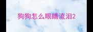 狗狗怎么眼睛流泪