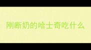 刚断奶的哈士奇吃什么