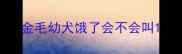 金毛幼犬饿了会不会叫