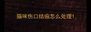 猫咪伤口结痂怎么处理