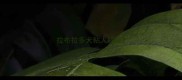 拉布拉多犬粘人程度
