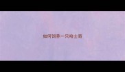 如何饲养一只哈士奇