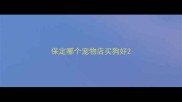 保定哪个宠物店买狗好