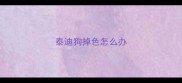 泰迪狗掉色怎么办