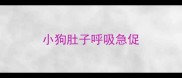 小狗肚子呼吸急促
