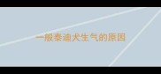 一般泰迪犬生气的原因