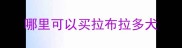 哪里可以买拉布拉多犬