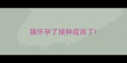 猫怀孕了接种疫苗了