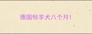 德国牧羊犬八个月