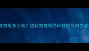 边牧鸳鸯眼多少钱边牧鸳鸯眼品种特征与饲养成本全