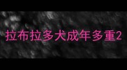 拉布拉多犬成年多重