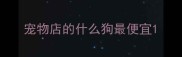 宠物店的什么狗最便宜