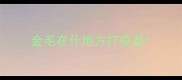 金毛在什地方打疫苗