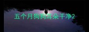 五个月狗狗耳朵干净