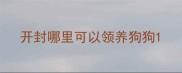 开封哪里可以领养狗狗