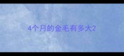 4个月的金毛有多大