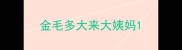 金毛多大来大姨妈