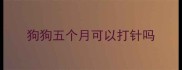 狗狗五个月可以打针吗