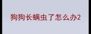 狗狗长螨虫了怎么办