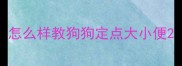 怎么样教狗狗定点大小便