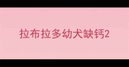 拉布拉多幼犬缺钙
