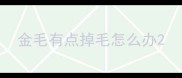 金毛有点掉毛怎么办