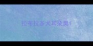 拉布拉多犬耳朵臭