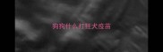 狗狗什么打狂犬疫苗