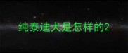 纯泰迪犬是怎样的