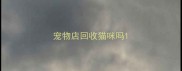 宠物店回收猫咪吗