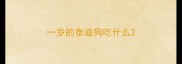 一岁的泰迪狗吃什么