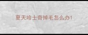 夏天哈士奇掉毛怎么办