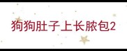 狗狗肚子上长脓包