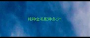 纯种金毛配种多少