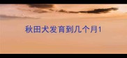 秋田犬发育到几个月