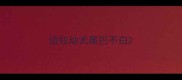 边牧幼犬尾巴不白