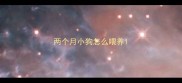 两个月小狗怎么喂养