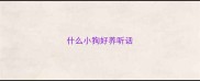 什么小狗好养听话