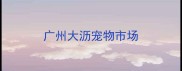 广州大沥宠物市场