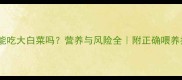狗狗能吃大白菜吗营养与风险全附正确喂养指南