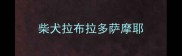 柴犬拉布拉多萨摩耶